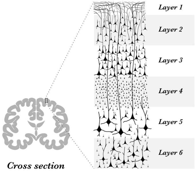 File:AA-02-cortex-layers.png