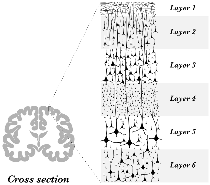 Cerebral Cortex 7 Lessons